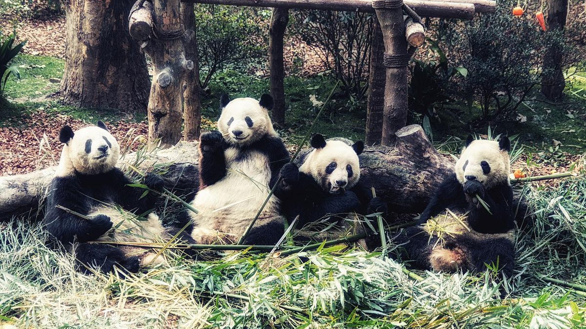 chengdu panda reserve, giant pandas in bamboo forest, tourist visitors, peaceful nature park