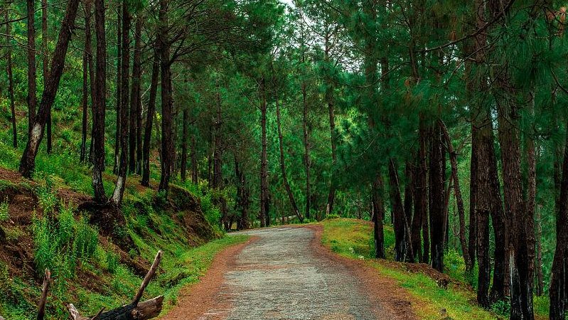 hidden forest path in Kyoto with red torii gates leading into misty trees